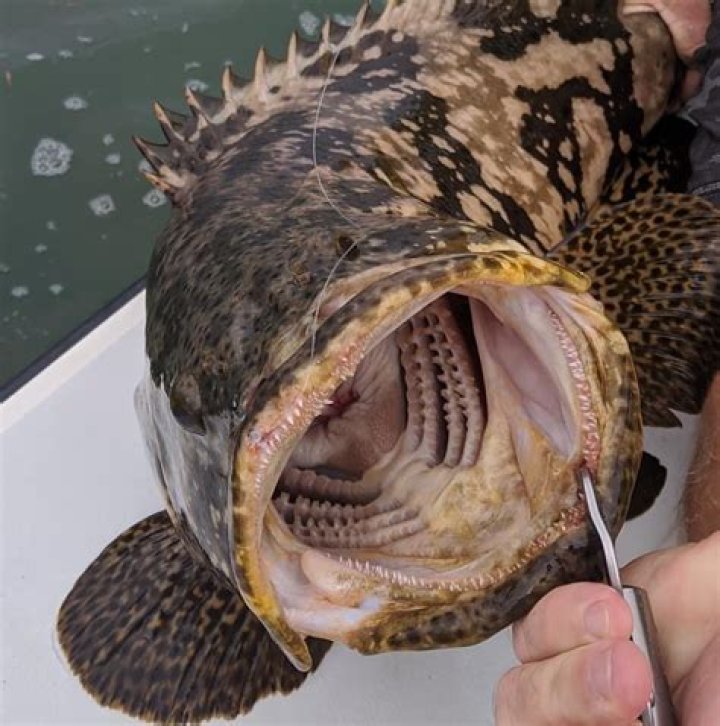 Do goliath grouper have teeth?
