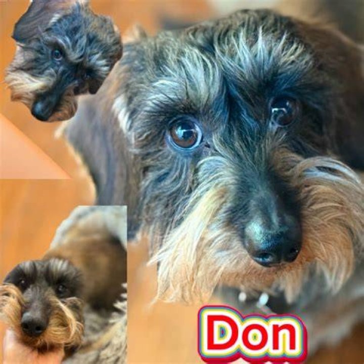 dog15