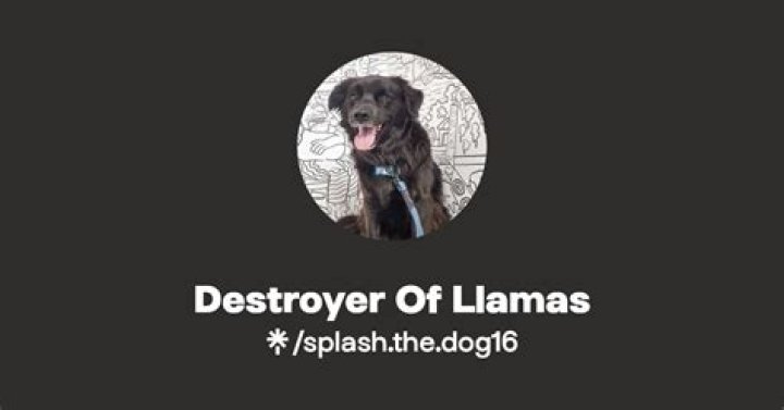 dog16