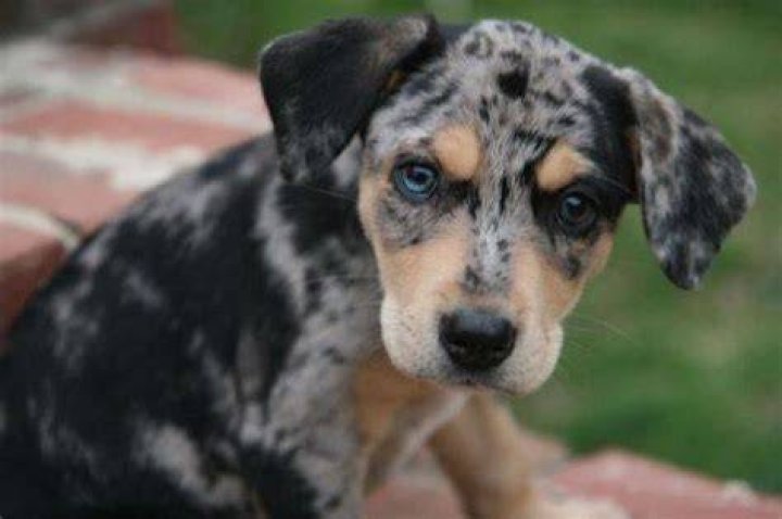 dog4