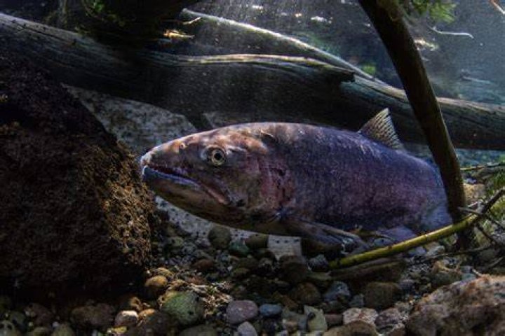 north-west-fish