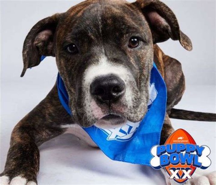 puppy-bowl-1