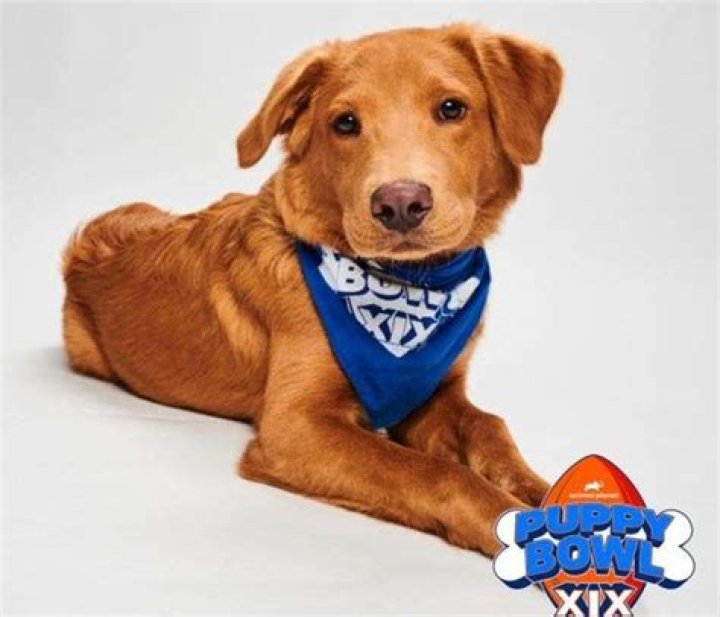 puppy-bowl-3