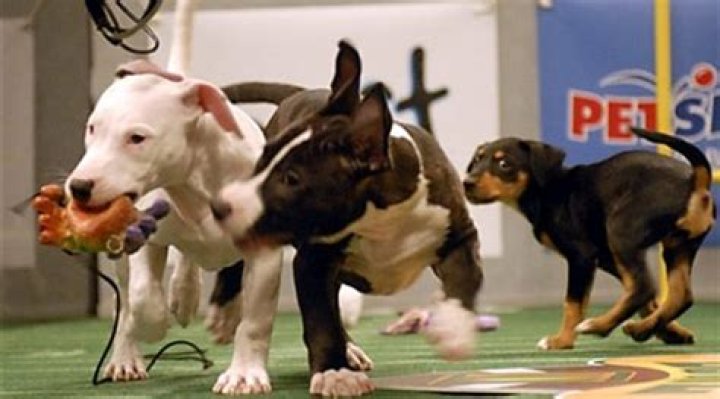 puppy-bowl-4