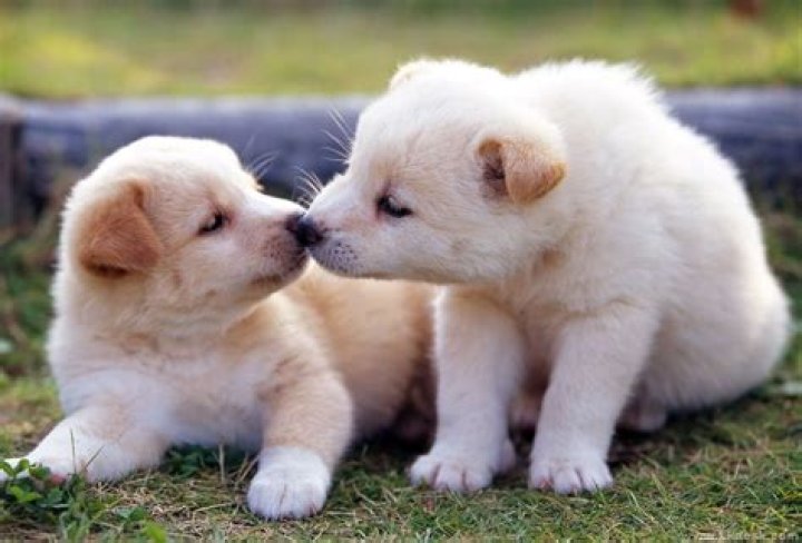 puppy-bowl-7