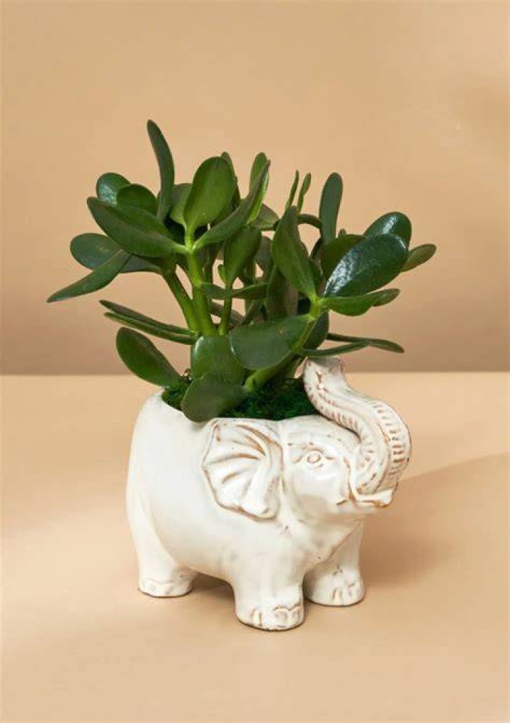 UrbanStems The Babar with Succulent